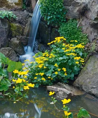 Ein kleiner Wasserfall in einem Steingarten mit leuchtend gelben Blüten.