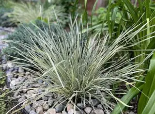 Steingarten mit Platinum Beauty Lomandra aus der Sunset Plant Collection