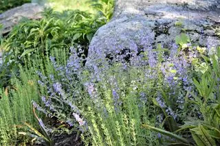 Bestäuberfreundliche Pflanzen im Steingarten, darunter Katzenminze