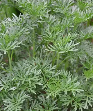 Absinthe d'Artémisia