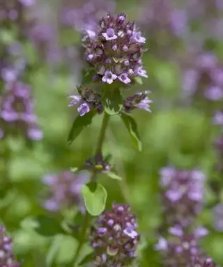 fleurs violettes sur thym citronné