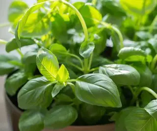 feuilles de basilic