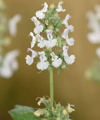 fleurs blanches de Nepeta cataria