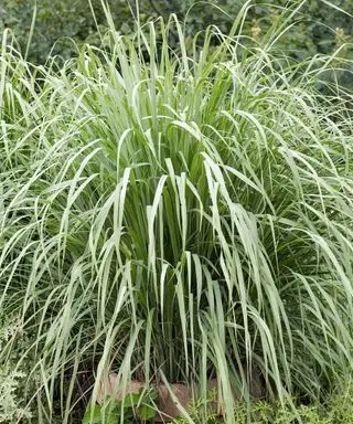 Meilleures plantes antiparasitaires – 10 façons naturelles d’éloigner les insectes