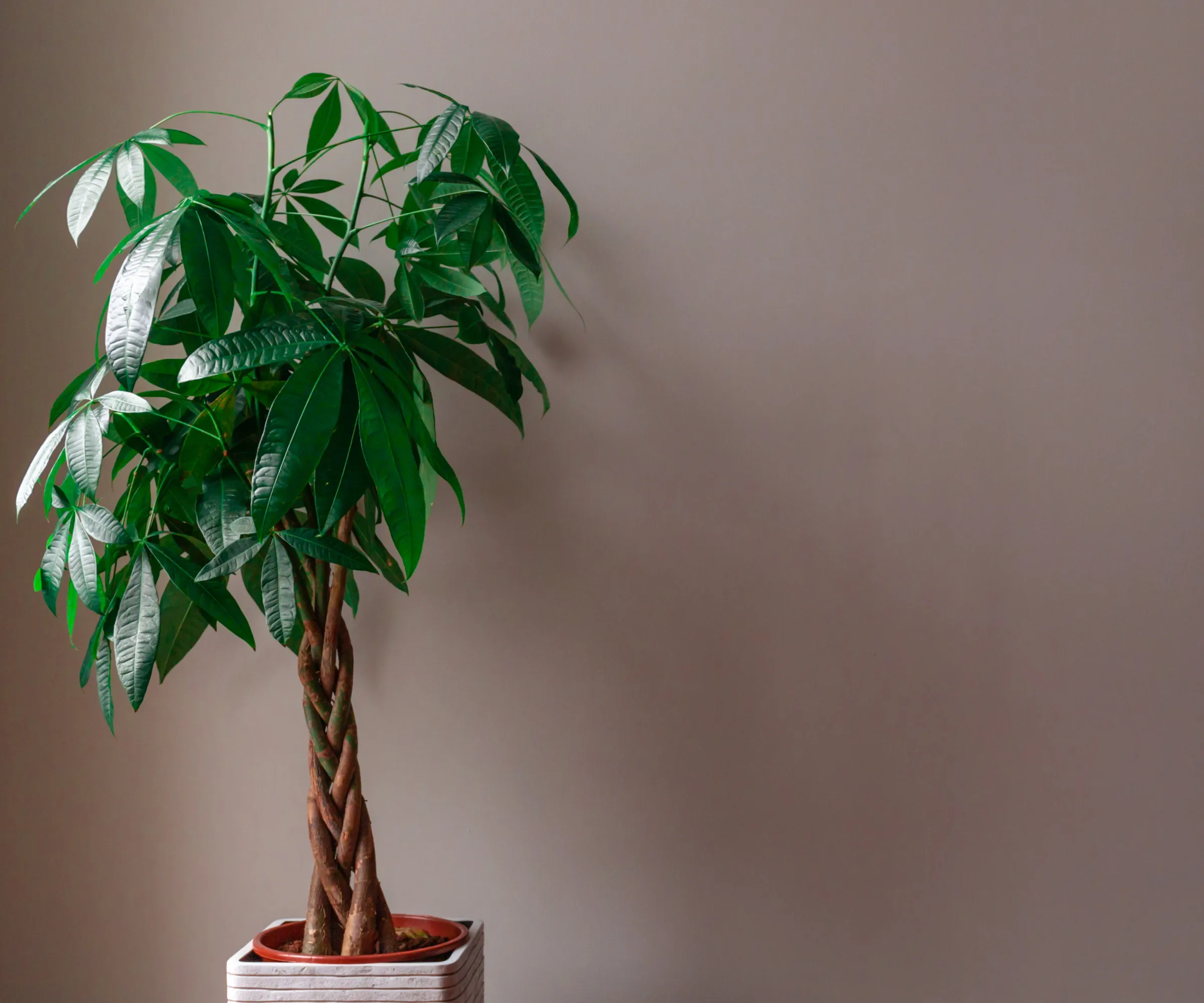 Pengetre mot brun vegg' loading='lazy' title=