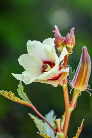 Come coltivare il gombo – dal seme e in vaso