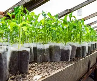 Sadzonki pieprzu. Pieprz w uprawie szklarniowej na gorącym podłożu