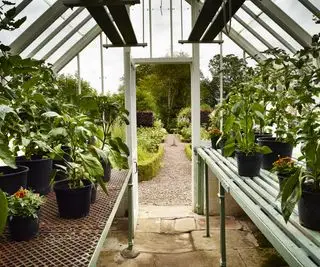 Rustykalna szklarnia z wytrzymałymi i delikatnymi bylinami