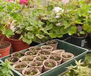 Ogrzewana szklarnia zmusza ogrodników do uprawy kwiatów