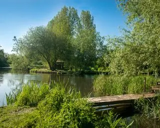 Un grand lac entouré d'arbres avec une rocaille et de l'herbe envahie