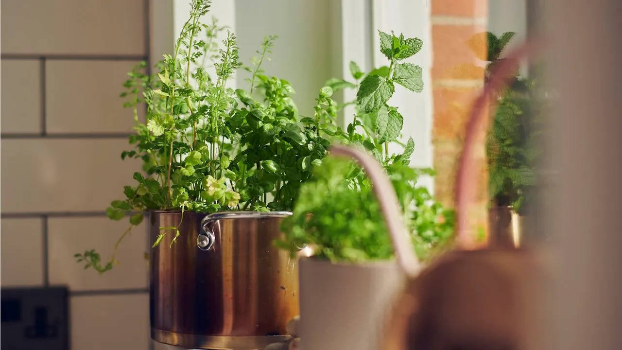 Jardim de ervas interno no parapeito da janela' loading='lazy' title=