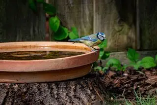 גדם עץ נעשה לאמבטיית ציפורים