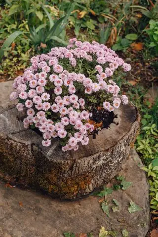 רעיונות לגדם עץ - 10 דרכים מהנות ויצירתיות לתת להם חיים חדשים