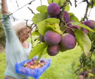 Quand fertiliser les arbres fruitiers pour garantir des plantes saines et des récoltes abondantes