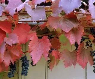 Vitis vinifera Purpurea (vite)