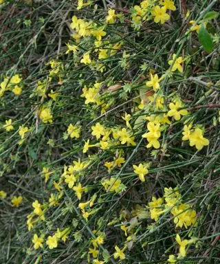 gelsomino invernale (jasminum nudiflorum)