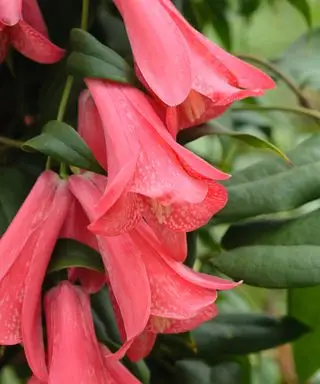 Campanula cilena (Lapageria rosea)