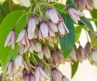 fleurs de Holboellia de vigne à saucisses