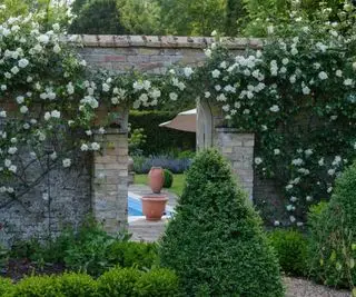 Claire Austin Rosier grimpant anglais