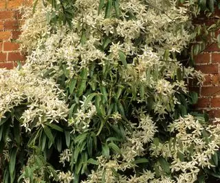 Fleurs blanches de Clematis armandii poussant sur le mur