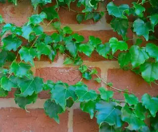 lierre Hedera hélice