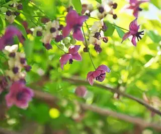 vigne de chocolat Akebia quinata