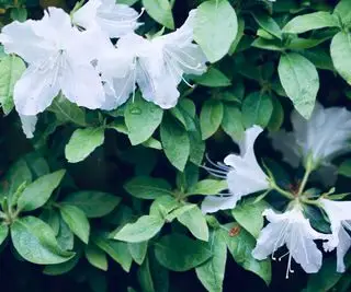 fleurs d'azalée des marais blanches