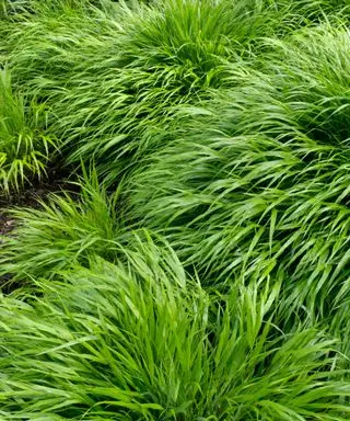 일본삼림풀(Hakonechloa macra)