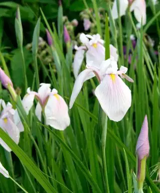 아이리스 엔사타 로즈 퀸