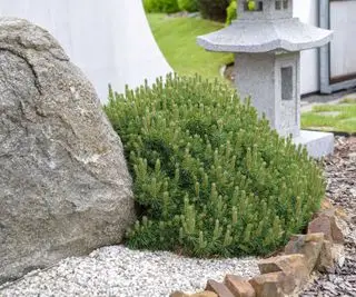 무고 대걸레 소나무