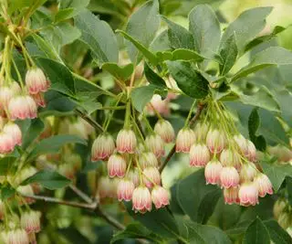 엔키안투스 캄파눌라투스