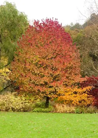 Arbre à gomme douce d'Amérique à l'automne