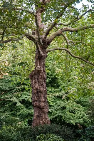 Planétaire de Londres