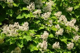Fleurs d'arbre catalpa