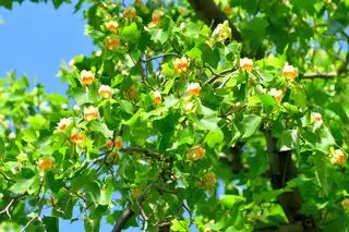 Fleurs en forme de tulipe sur le tulipier