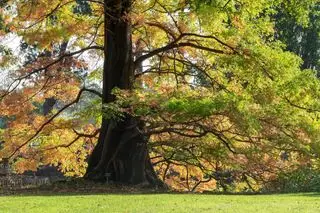 Metasequoia glyptostroboides - Dawn Redwood en automne