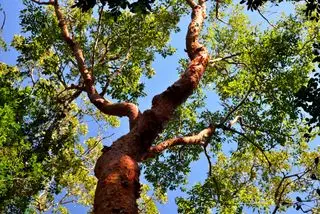 Arbre des limbes gombo