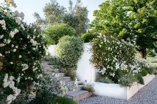 Muro del giardino reso bianco e gradini su un sito in pendenza, delimitato da rose profumate, gelsomino e lavanda