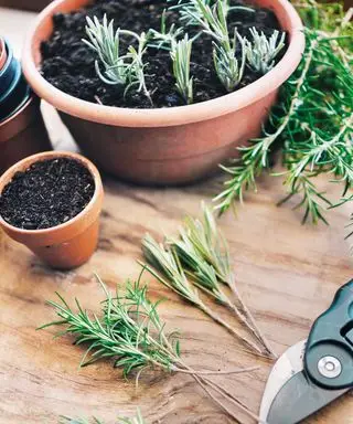 針葉樹ラベンダーの挿し木を取る