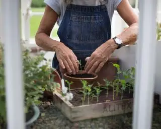 planter des plants dans une serre