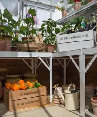 légumes cultivés en serre en caisses