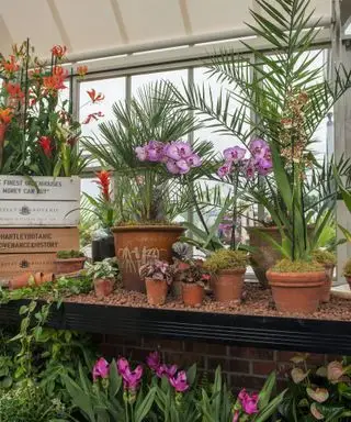 fleurs poussant dans une serre avec stores au plafond