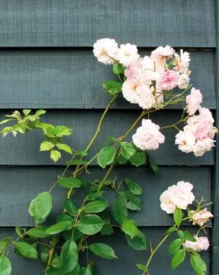 Clôture bleu foncé par Farrow & Ball