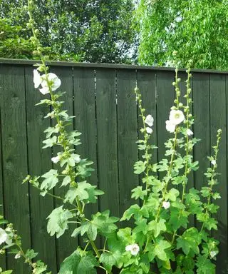 Clôture peinte en violet