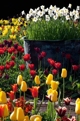 idées de jardin de chalet devant la cour