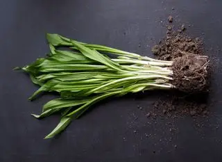 Comment faire pousser de la citronnelle