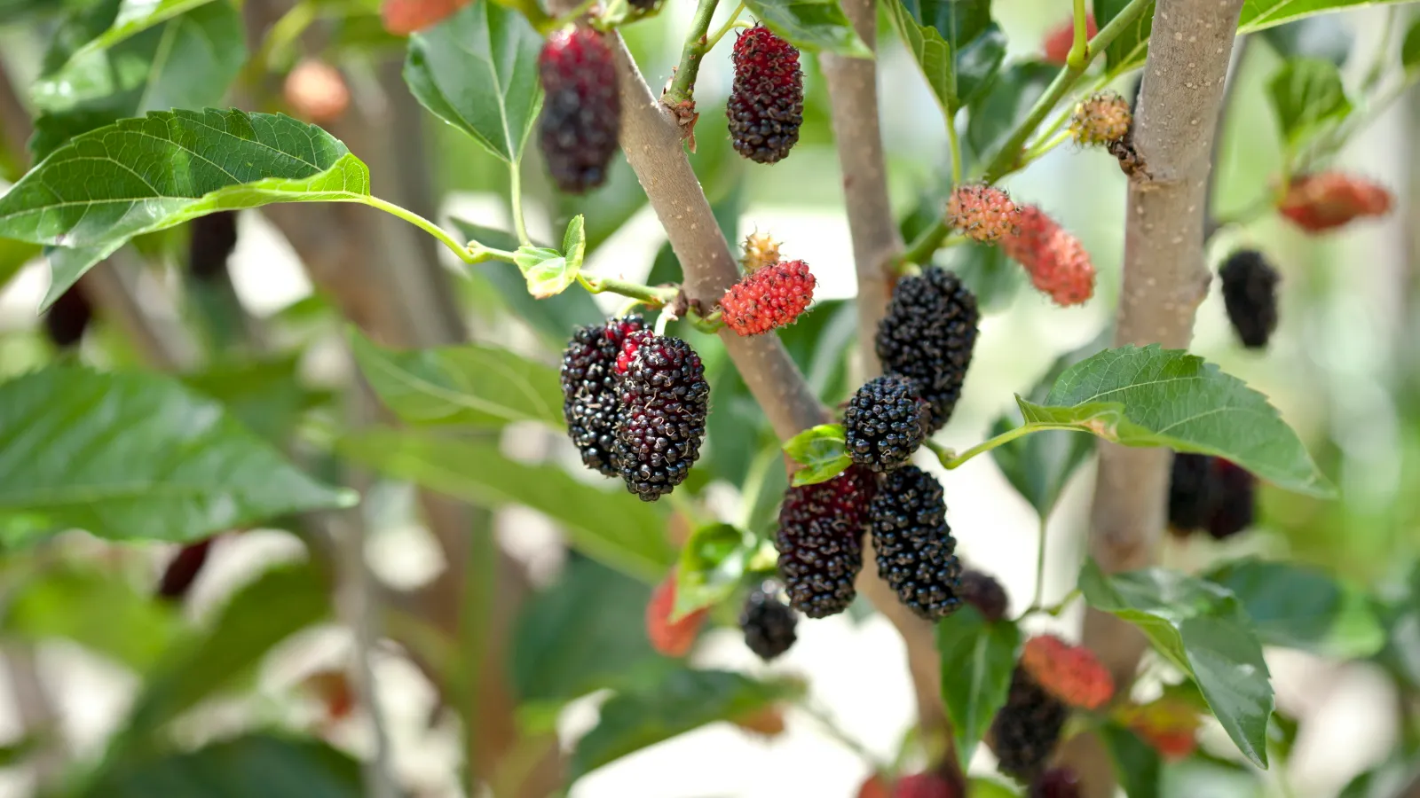 Jak získat strom moruše k ovoci' loading='lazy' title=