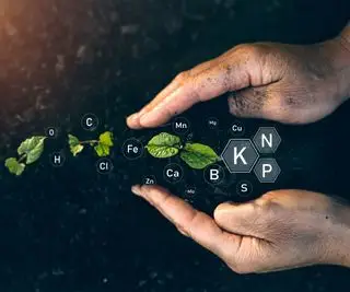 Plans dans le sol avec une superposition montrant les nutriments NPK