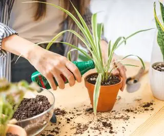 Quelqu'un fertilisant ses plantes d'intérieur à l'intérieur