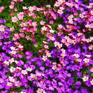 מילוי אוברטיה סגולה ופרחי שקף ורודים